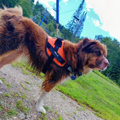 Ease Fit Custom Harness: The No-Pull Comfort Your Dog Deserves