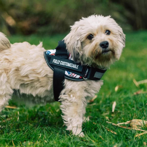 Ease Fit Custom Harness: The No-Pull Comfort Your Dog Deserves